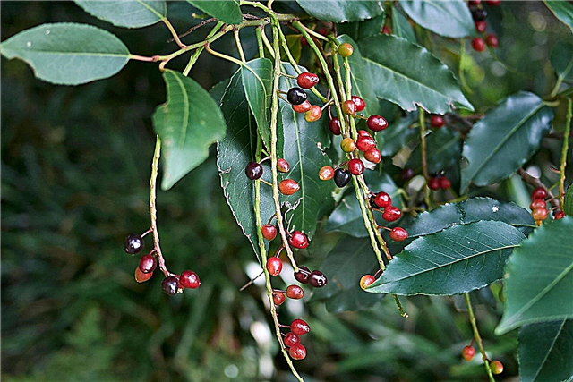 Cuidado del Laurel portugués: cómo plantar un árbol de Laurel portugués