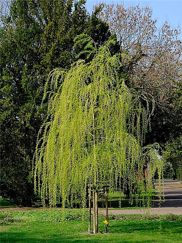 أصناف الصفصاف - أنواع أشجار الصفصاف لتنمو في المناظر الطبيعية