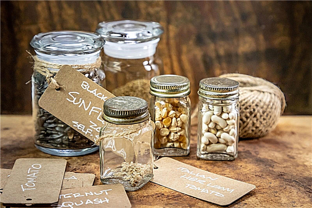 Contenedores de almacenamiento de semillas: aprenda sobre el almacenamiento de semillas en contenedores