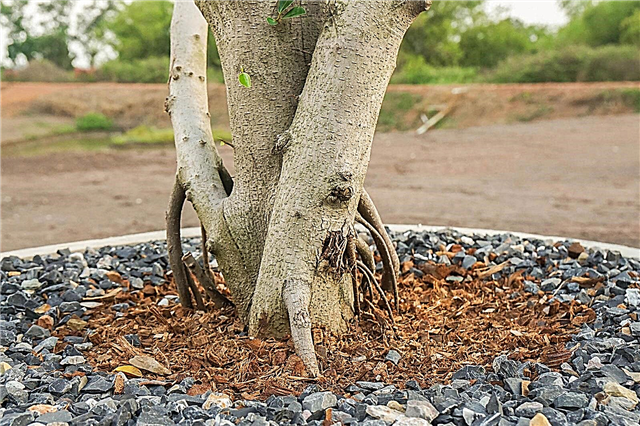 Mein Baum hat schlechten Boden - Wie man den Boden um einen etablierten Baum verbessert