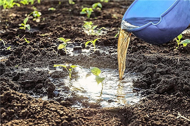 Was ist Bodenertränkung: Tipps zur Verwendung von Bodenertränken im Garten