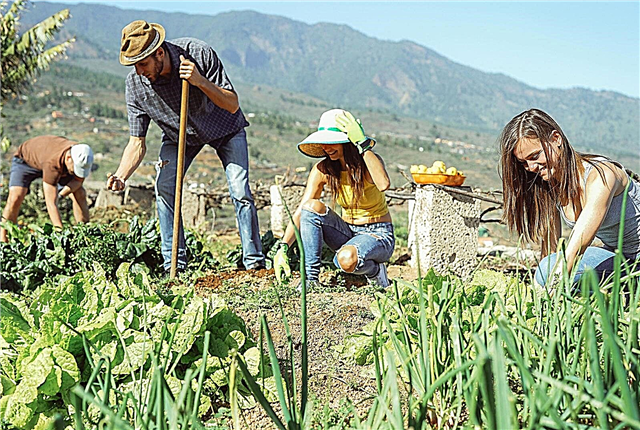 Vegetabilsk hagearbeid i høy høyde - Hvordan dyrke en fjellgrønnsakshage