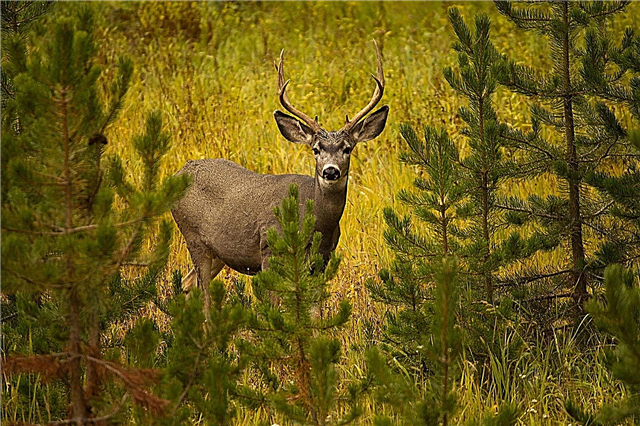Deer Proof Evergreens: Y a-t-il des cerfs à feuilles persistantes qui ne mangent pas?