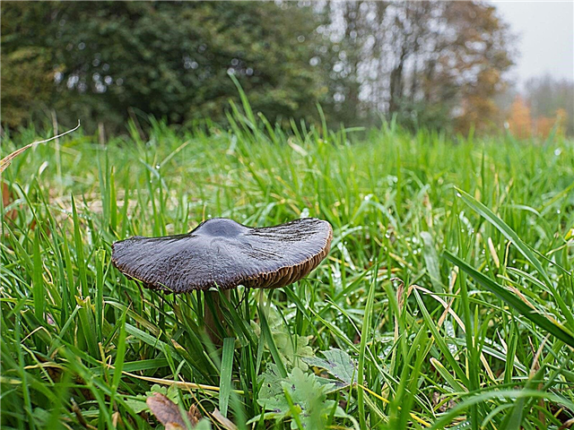 Cogumelos de veado no gramado: O que fazer com cogumelos de veado