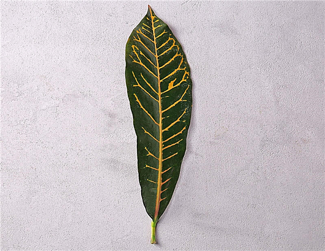 Gröna blad har gula vener: skäl till gula vener på bladen