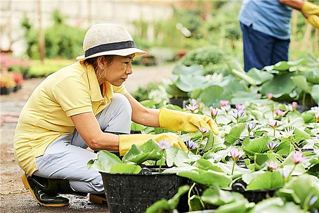 Sombreros para jardineros: cómo elegir el mejor sombrero de jardinería