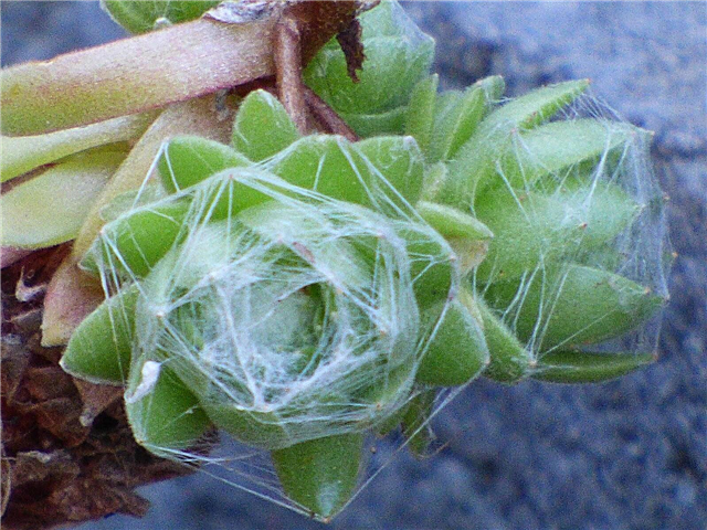 Tīmekļa zirnekļa kopšana - zirnekļtērpu un cāļu audzēšana