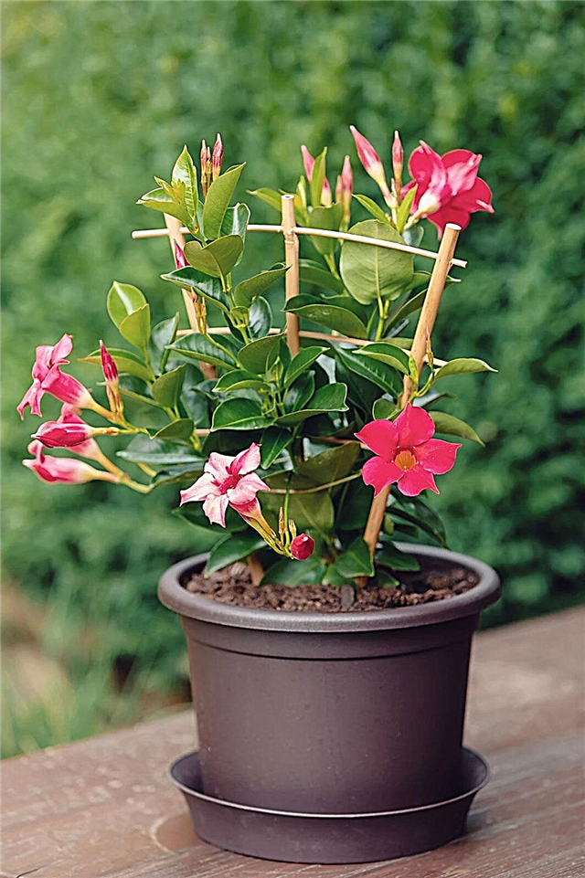 Umtopfen von Mandevilla-Pflanzen: Erfahren Sie, wie Sie Mandevilla-Blumen umtopfen