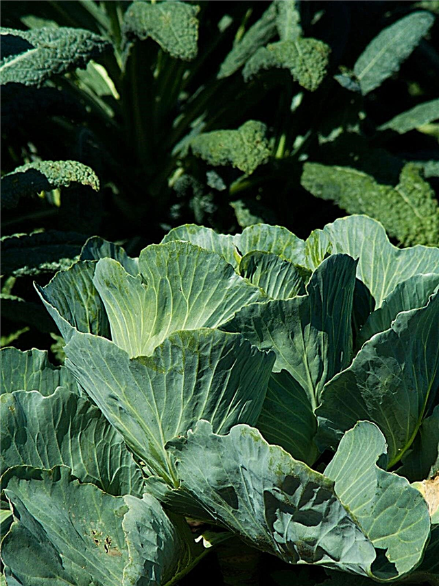 Parel Hybrid λάχανο - Λαχανικά Parel που μεγαλώνουν