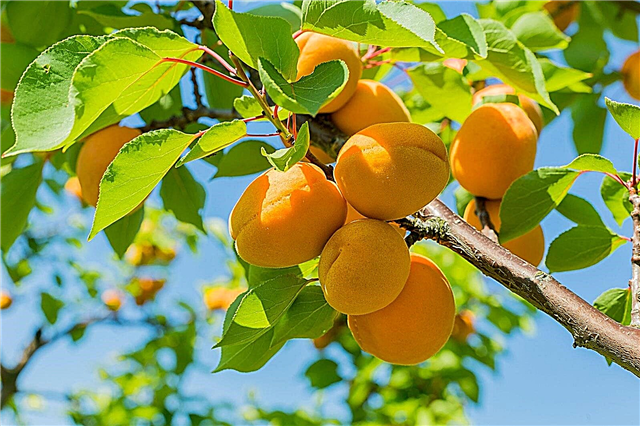 Füttern von Aprikosenbäumen: Wann und wie man einen Aprikosenbaum düngt