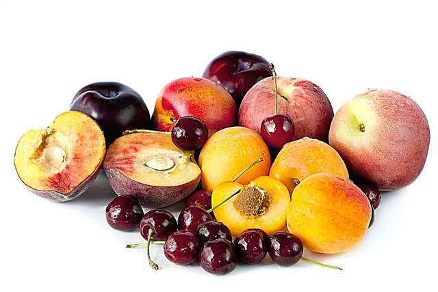 Odmiany owoców pestkowych: Uprawa owoców pestkowych w ogrodzie