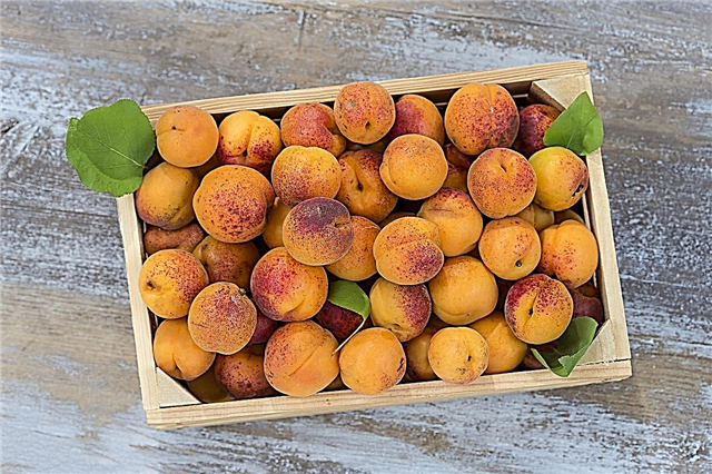Sådan opbevares abrikoser: Lær om pleje af abrikoser efter høst