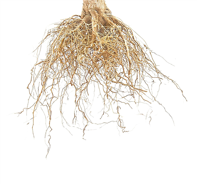 Qué son las raíces alimentadoras: aprenda sobre las raíces alimentadoras de los árboles