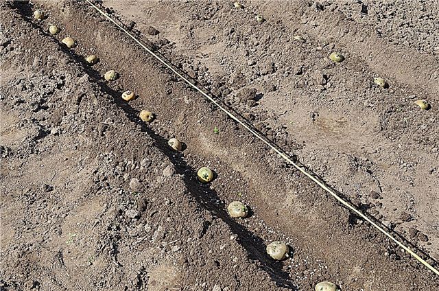 Plantio em sulcos: existem benefícios para a jardinagem de sulcos