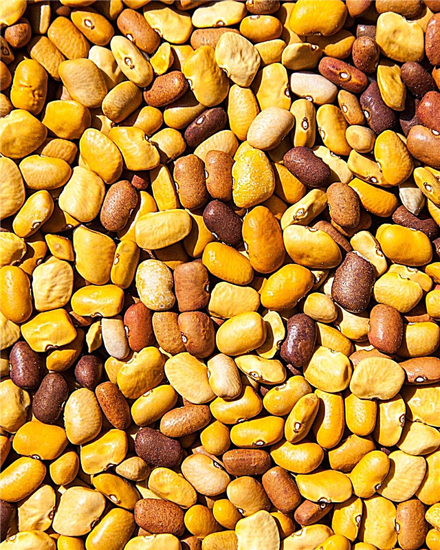 Wat zijn Tepary Beans: informatie over Tepary Bean-teelt