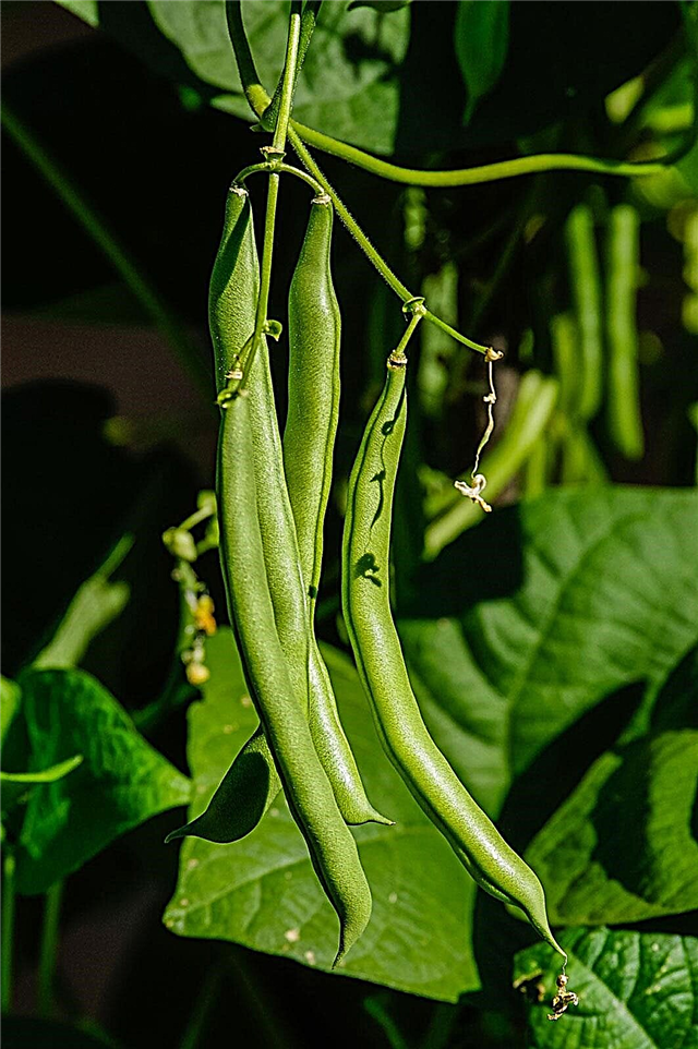 Bountiful Bean Facts - Wie man Bountiful Heirloom Beans anbaut