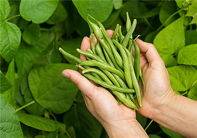 Haricots verts Tendercrop: Comment planter des haricots Tendercrop