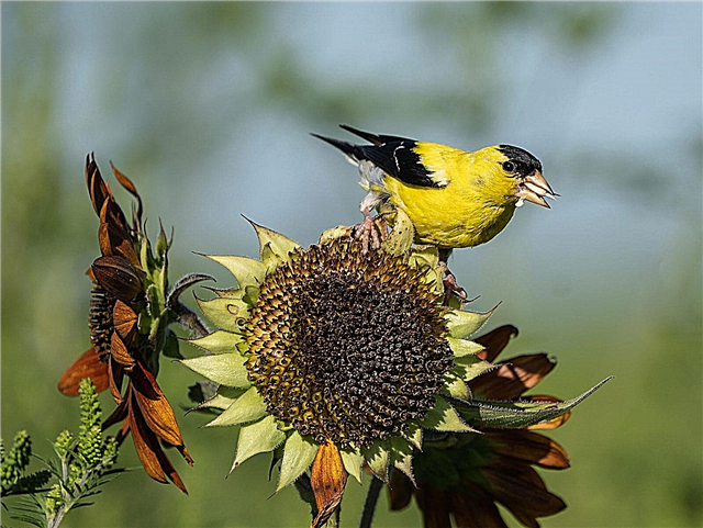 Homegrown Birdseed: Wachsende Vogelfutterpflanzen im Garten