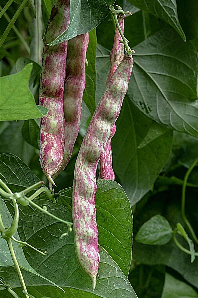 Horticultural Bean Plants - Lær om dyrkning af gartneribønner