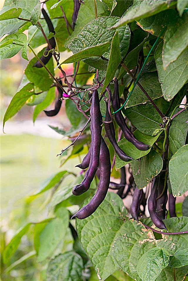 Violetas poddārza pupiņas: kā audzēt bezkopas purpursarkanās krūmu pupas