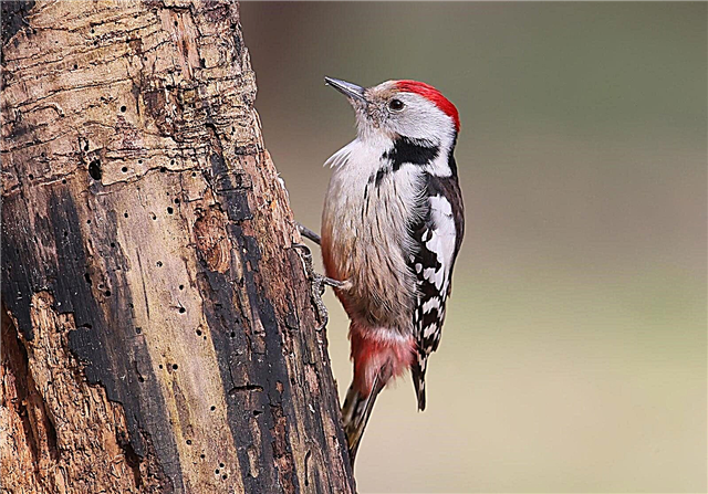Woodpeckers In The Garden - Comment attirer les pics