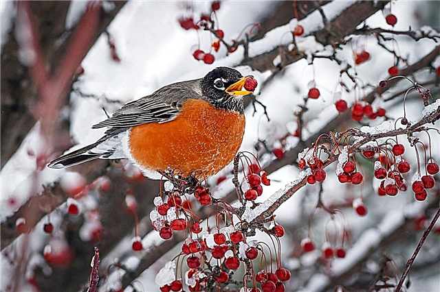 روبينز في فصل الشتاء: نصائح حول مساعدة روبينز في فصل الشتاء في الحديقة