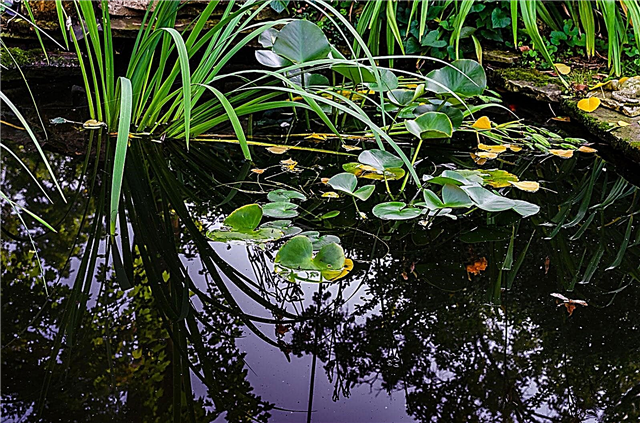 Conditions microclimatiques des étangs: les étangs créent-ils des microclimats?