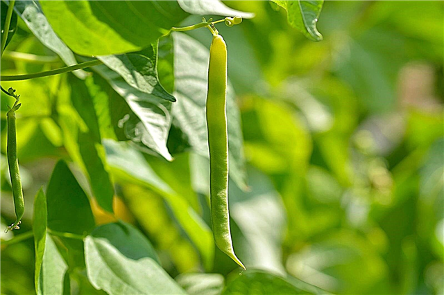 National Bean Day: Erfahren Sie mehr über die Geschichte der grünen Bohnen