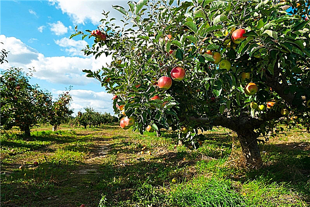 Augļu dārza mikroklimata apstākļi: kā izmantot mikroklimatus augļu dārzos