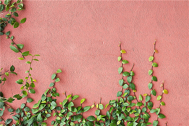 Wall Garden Plants: leer over tuinieren tegen een muur