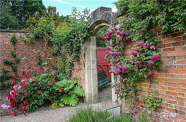 Jardinagem perto de tijolo: plantas para casas e paredes de tijolo