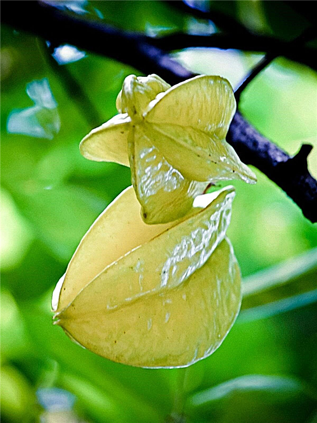 Starfruit medžio auginimas - kaip pasodinti starfruit medį