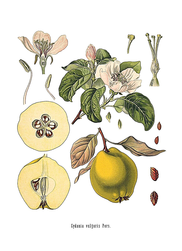 Histoire de l'art botanique: quelle est l'histoire de l'illustration botanique