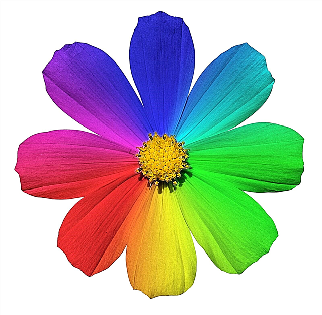 رمز لون الزهرة: ماذا تعني ألوان الزهرة