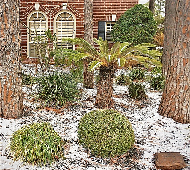 Invierno en los estados del centro sur: consejos de jardinería de invierno para la región centro sur
