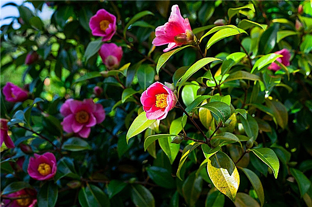 Camellia Companion Plants - Qué plantar con camelias