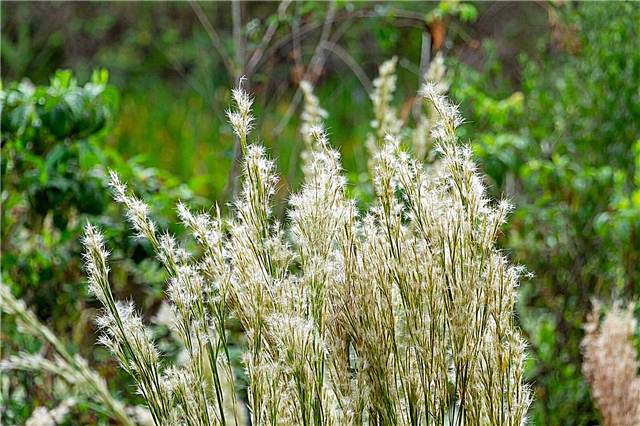 Che cos'è Bushy Beardgrass - Come piantare il seme Bluestem folto