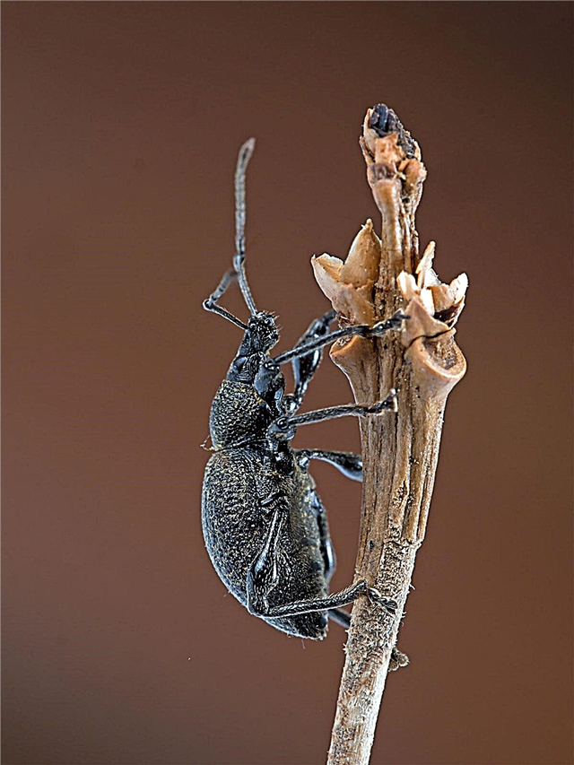 Trous dans les feuilles de camélia: lutte contre les charançons et les coléoptères du camélia