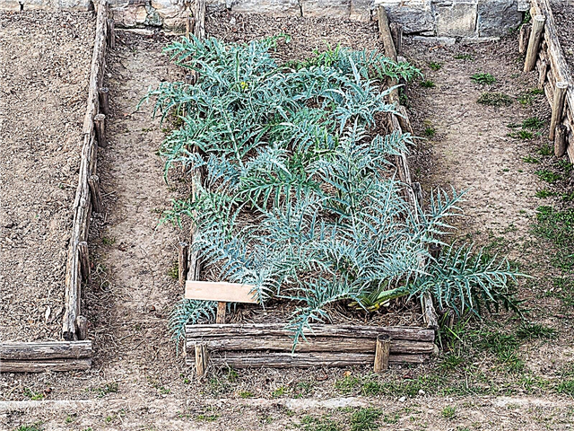 رعاية الشتاء الخرشوف: تعرف على نباتات الخرشوف الزائدة
