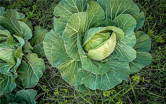 Stonehead Hybrid Cabbage - Tipps zum Anbau von Stonehead Cabbage