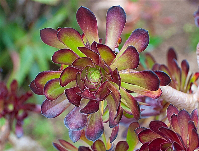Mardi Gras Succulent Info: Como cultivar uma planta de Mardi Gras Aeonium