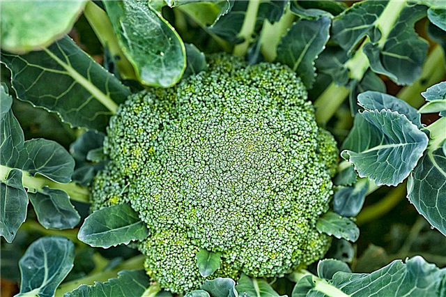 Variedad de brócoli mágico verde: cultivo de plantas de brócoli mágico verde