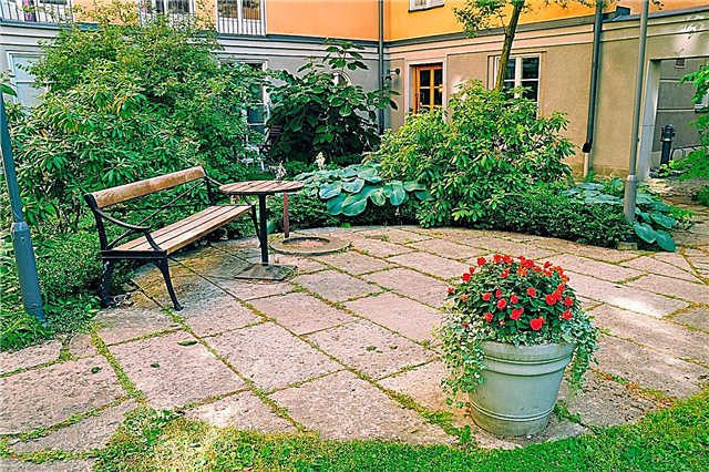 Qué es un jardín de patio: cómo crear un jardín de patio