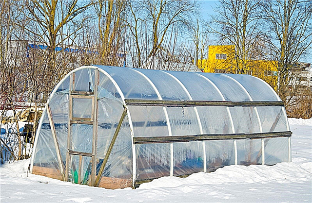 Cultivo en invernadero sin calefacción: cómo usar un invernadero sin calefacción