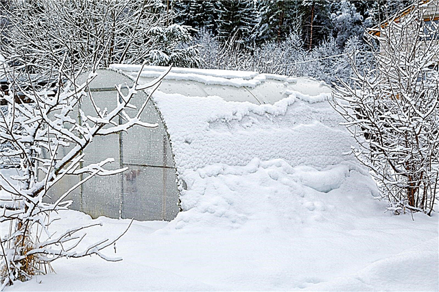 Cây cho nhà kính mùa đông - Trồng gì trong nhà kính mùa đông