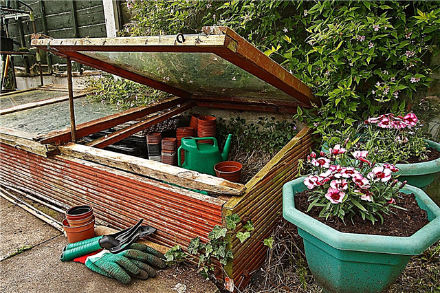 O que é uma cama quente - Dicas para jardinagem em uma caixa quente