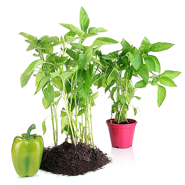 Papriku audzēšana no spraudeņiem: kā klonēt piparu augu