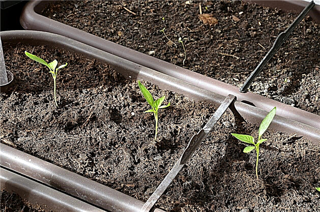 Cuidados com mudas de pimenta - Cultivo de pimentas a partir de sementes