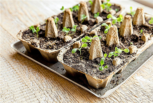 DIY Seed Carton Khay khay: Làm thế nào để nảy mầm hạt giống trong thùng trứng