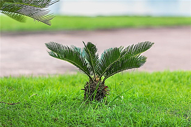 Nago Palm Seed nảy mầm - Cách trồng Sago Palm từ hạt giống